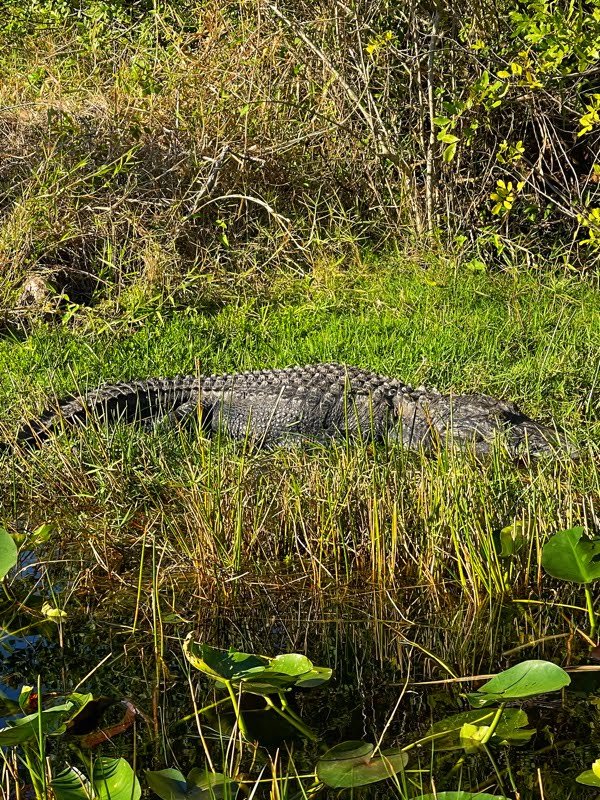 Shark Valley, Everglades National Park