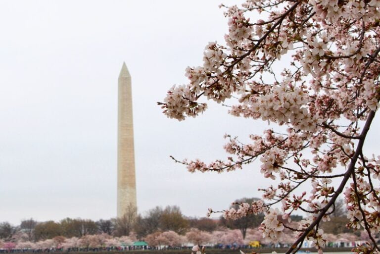 The Cherry Blossom in Washington DC