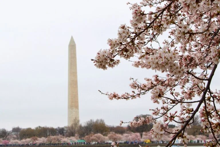 The Cherry Blossom in Washington DC