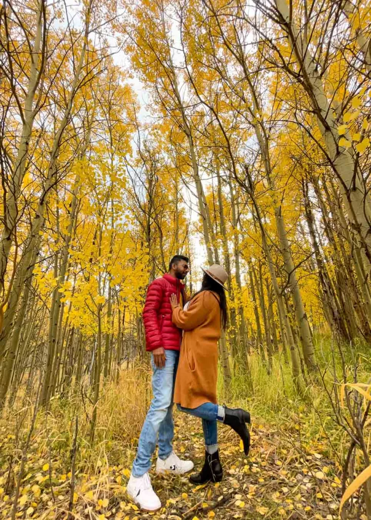 Fall Foliage in Colorado