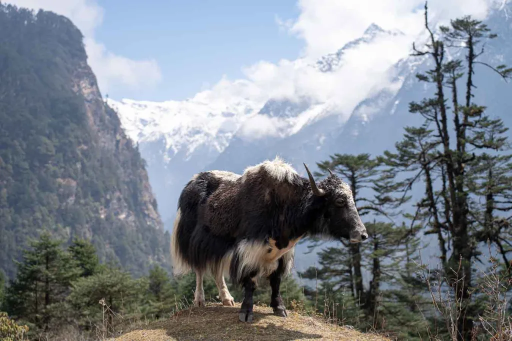 Yak on the way to Yumthang Valley in Sikkim