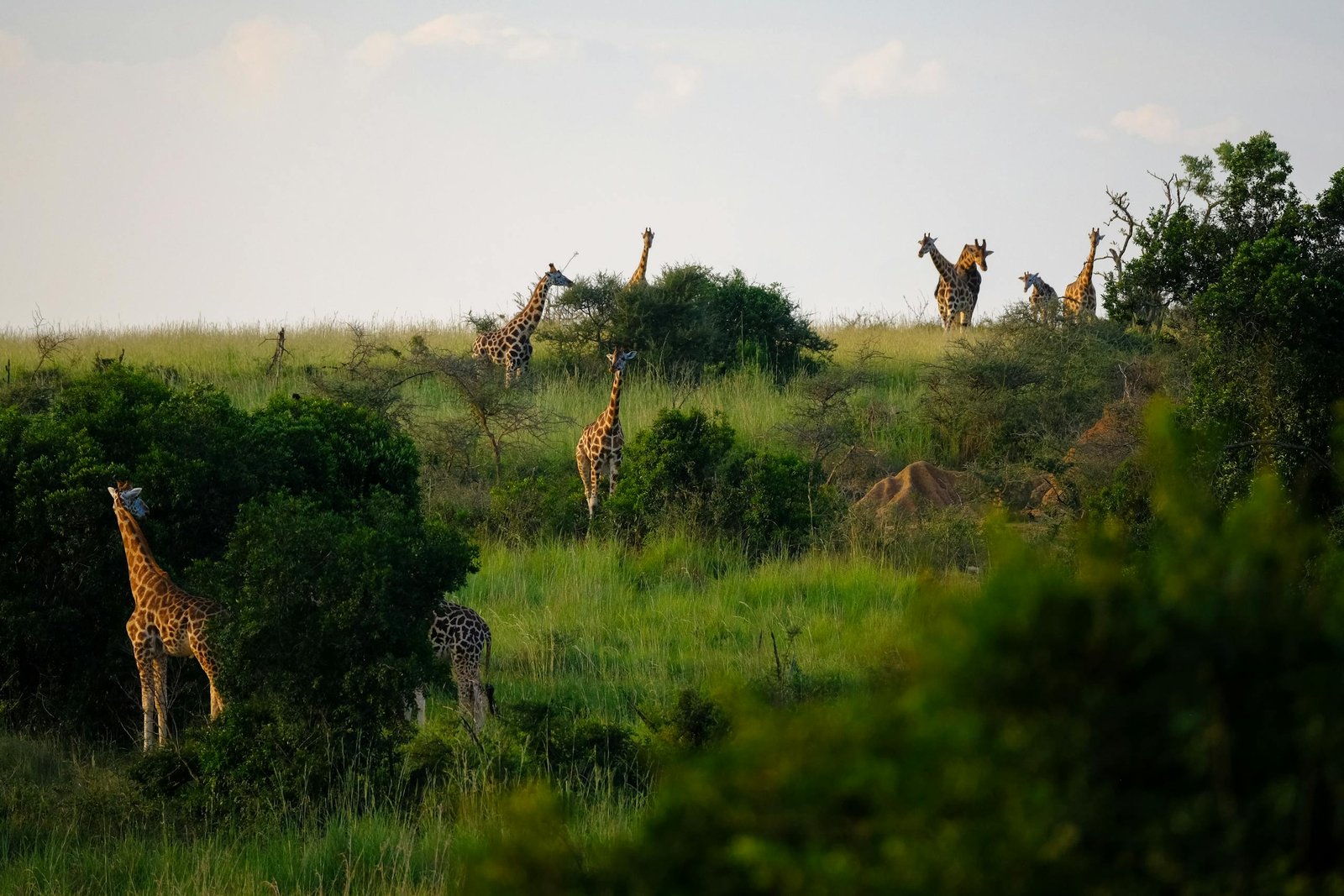A group of giraffes grazing in the lush grassland of Uganda's savanna, showcasing natural wildlife beauty.