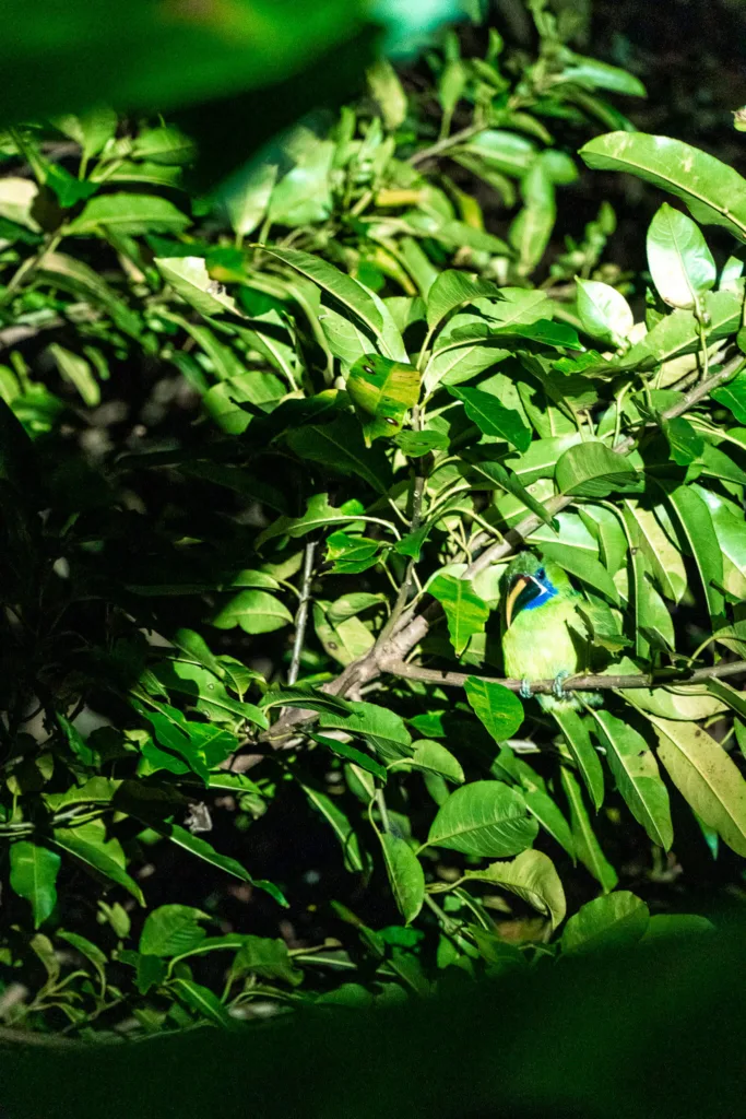 La Fortuna night walk rainforest wildlife