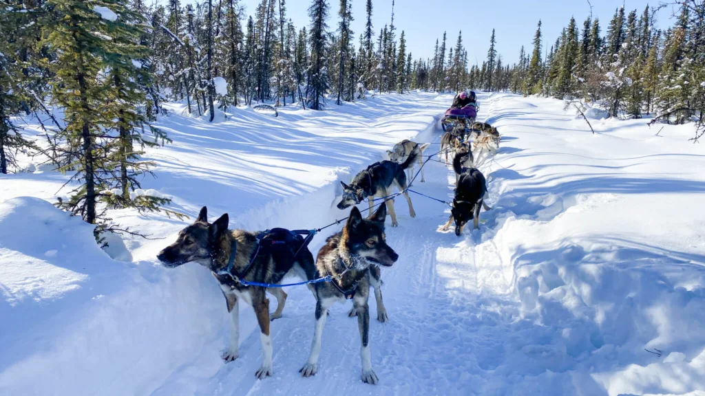 Dog Sledding Fairbanks